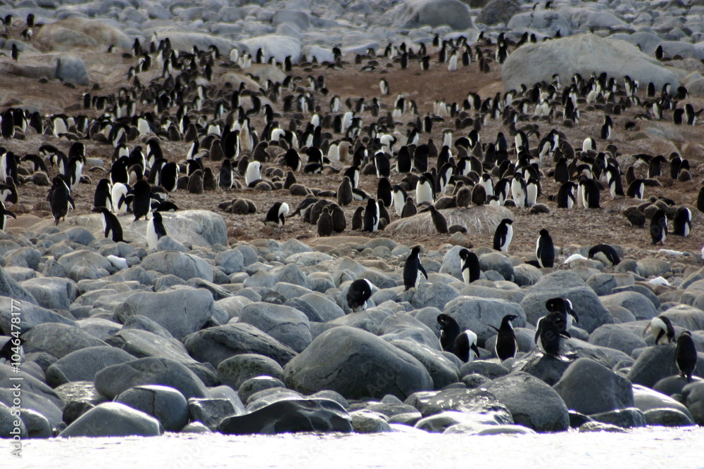 Penguin colony on the coast of the Ross Sea, Antarctica Penguin colony on the coast of the Ross Sea, Antarctica