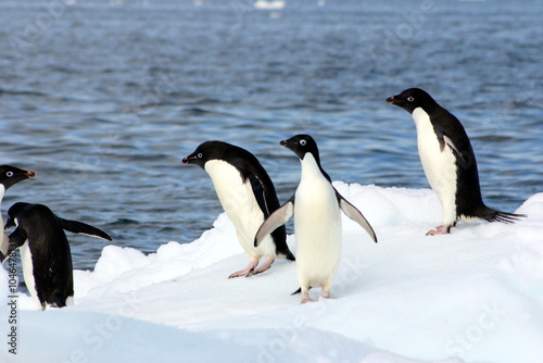 Penguins on floating ice in the ice-covered Ross Sea, Antarctica