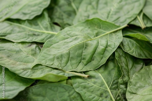 Sawi leaves are oval wrinkled slightly hairy green with a fresh aroma and bitter taste They are rich in vitamins and fiber and are used in cooking stir fries sou photo