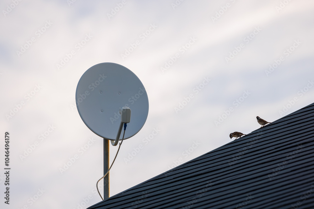 衛星放送受信アンテナのある屋根に止まる2羽のスズメ