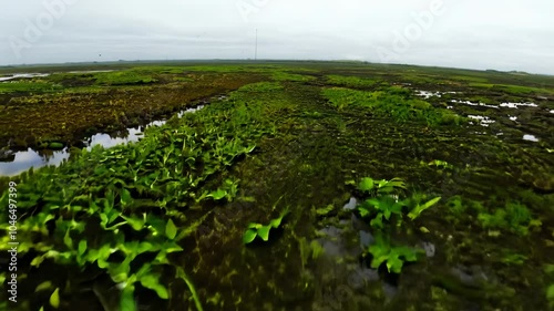 Fly-through high speed video across peat bogs with unique plant communities under natural light, featuring sphagnum moss and carnivorous plants photo