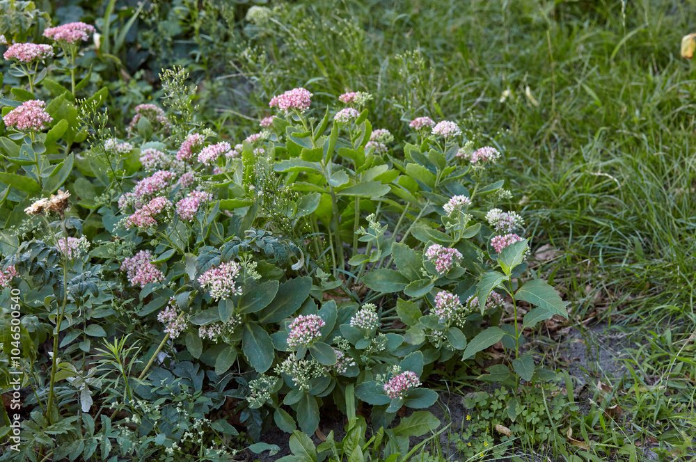 Close-up of beautiful Sedum plant in the garden. Family name Crassulaceae, Scientific name Sedum. Selective focus, blurred background Close-up of beautiful Sedum plant in the garden. Family name Crassulaceae, Scientific name Sedum. Selective focus, blurred background