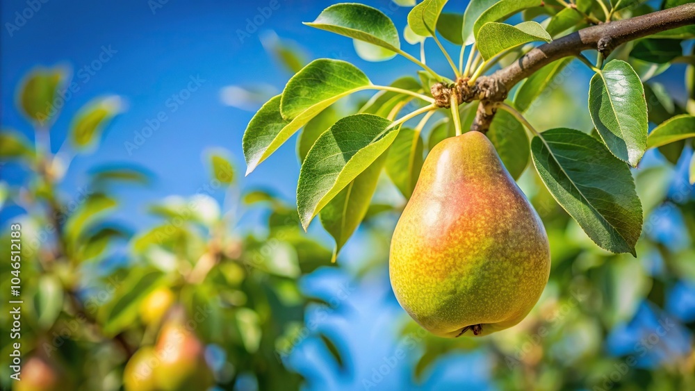 Natural ripe pear on branch with leaves and blue sky in background Natural ripe pear on branch with leaves and blue sky in background