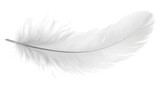 Delicate white feather gently floating against a transparent background in soft light highlighting its intricate details.
