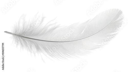 Delicate white feather gently floating against a transparent background in soft light highlighting its intricate details. photo