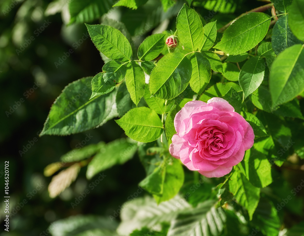 Nature, plant and closeup of pink rose for blossom, beauty and bloom for gardening landscape. Spring aesthetic, background and flowers with leaves, petals and floral for decoration, botany and bud Nature, plant and closeup of pink rose for blossom, beauty and bloom for gardening landscape. Spring aesthetic, background and flowers with leaves, petals and floral for decoration, botany and bud