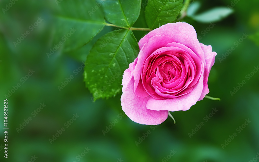 Garden, environment and rose with leaves in nature for eco friendly, growth and blossom in summer. Plants, outdoor and flower with mockup space by greenery for floral, sustainability and botany Garden, environment and rose with leaves in nature for eco friendly, growth and blossom in summer. Plants, outdoor and flower with mockup space by greenery for floral, sustainability and botany
