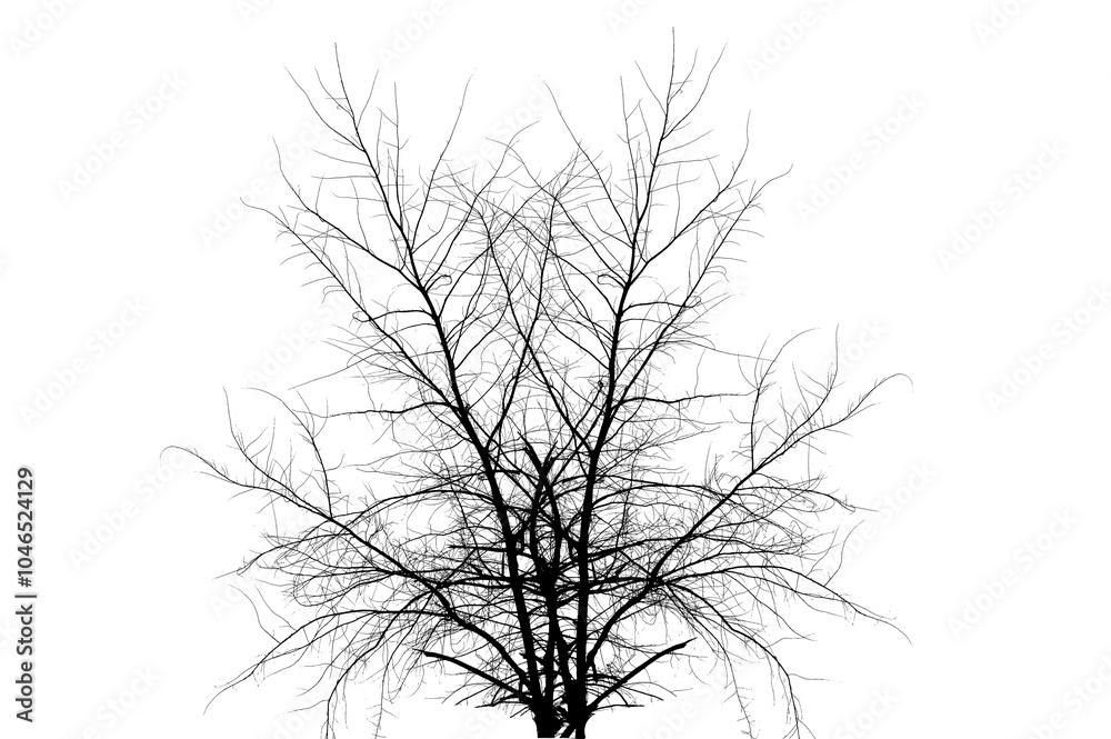 Obraz premium A large tree that is dead standing. Dried Tree Isolate Dead tree isolated