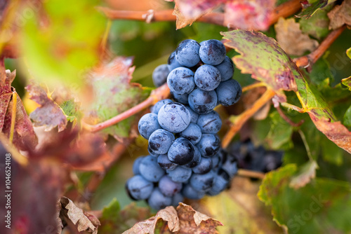 A luscious bunch of grapes hangs amidst colorful vine foliage, representing the vineyard's fruitfulness and the promise of an abundant harvest season ahead in La Rioja Spain
