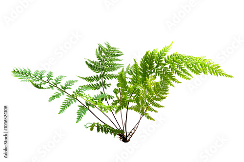 Fototapeta Naklejka Na Ścianę i Meble -  Beautiful composition with fern and other tropical leaves background. Fern leaf, Ornamental foliage, Fern isolated background, with clipping path
