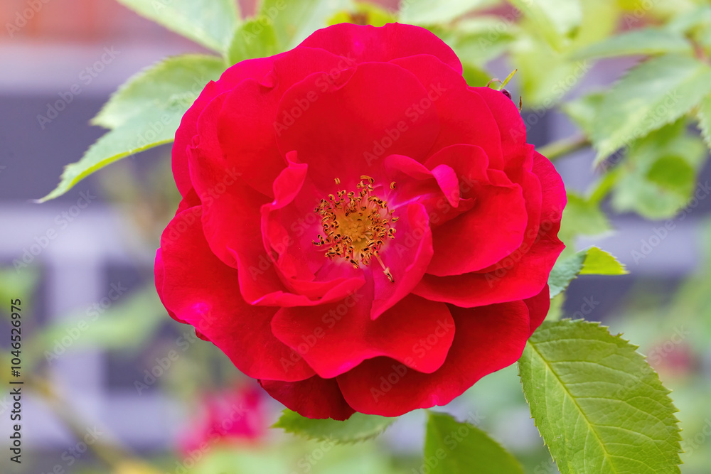Close-up of a red tea rose flower.