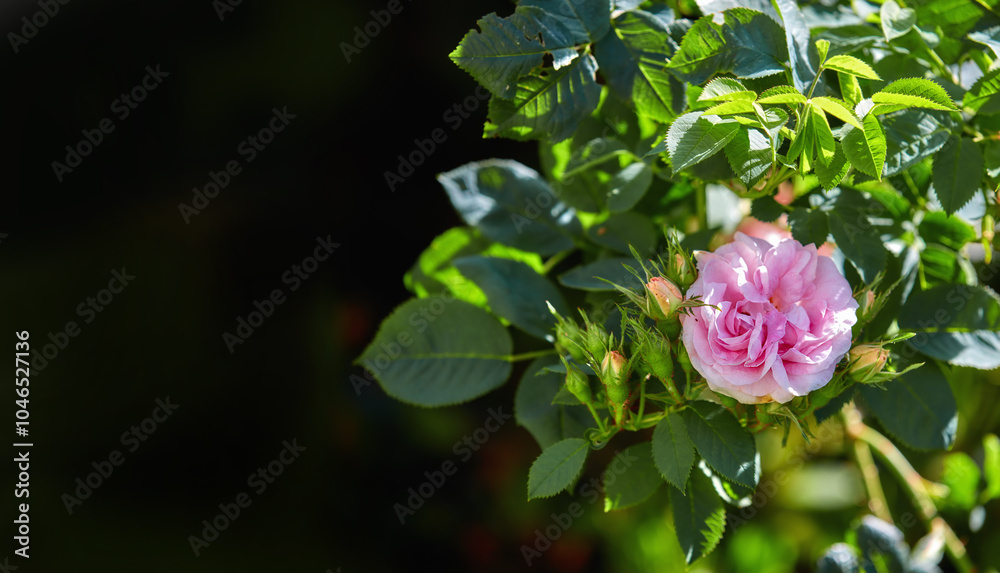 Garden, environment and flower with leaves in nature for eco friendly, growth and blossom in summer. Organic, plants and outdoors with mockup space by greenery for floral, botany and sustainability Garden, environment and flower with leaves in nature for eco friendly, growth and blossom in summer. Organic, plants and outdoors with mockup space by greenery for floral, botany and sustainability