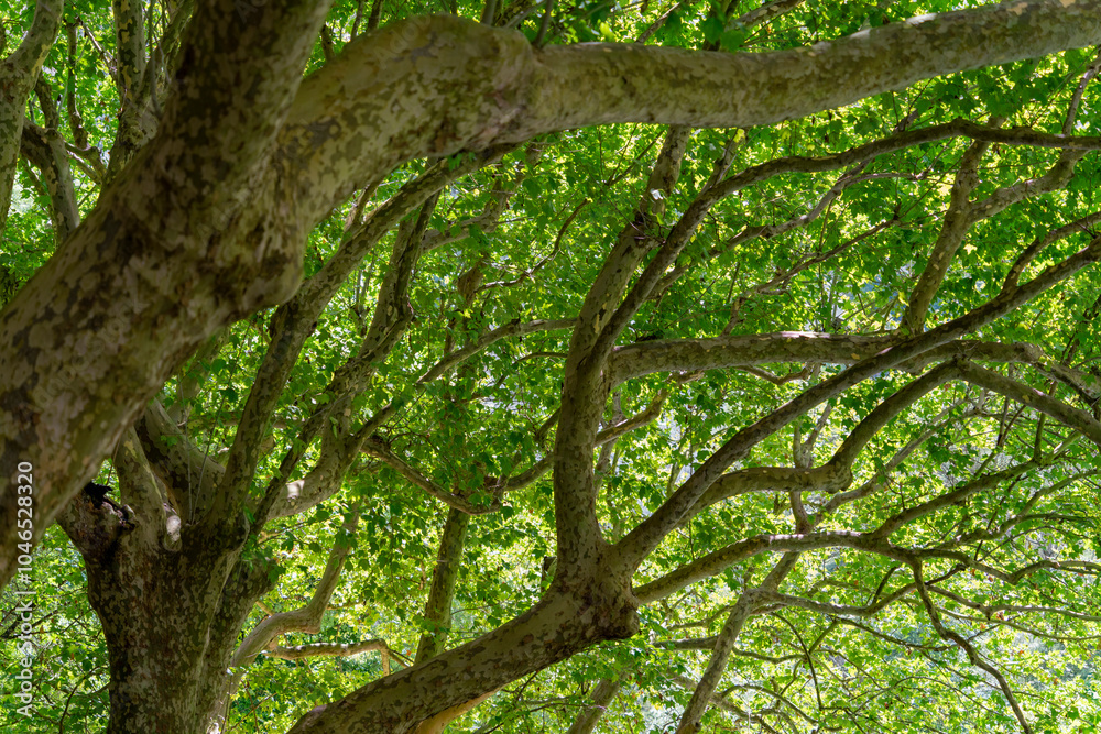 Fototapeta premium Plane tree branches