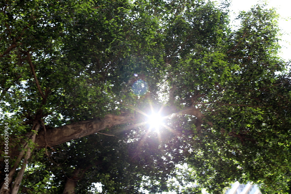 Fototapeta premium The sun's rays break through the dense foliage of the tree.