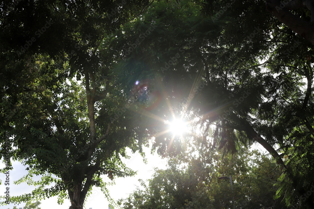Obraz premium The sun's rays break through the dense foliage of the tree.
