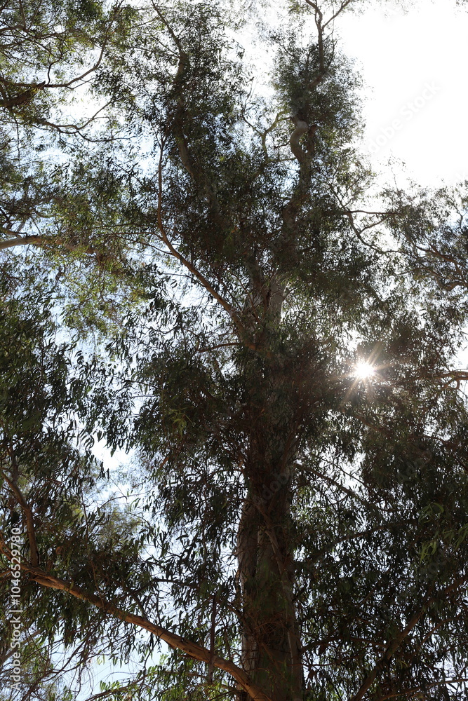 Fototapeta premium The sun's rays break through the dense foliage of the tree.