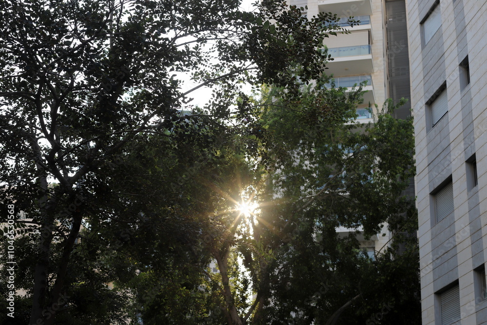 Fototapeta premium The sun's rays break through the dense foliage of the tree.