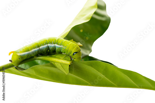 Oleander Hawk Moth Caterpillar (daphnis nerii) feeding on a green leaf. photo