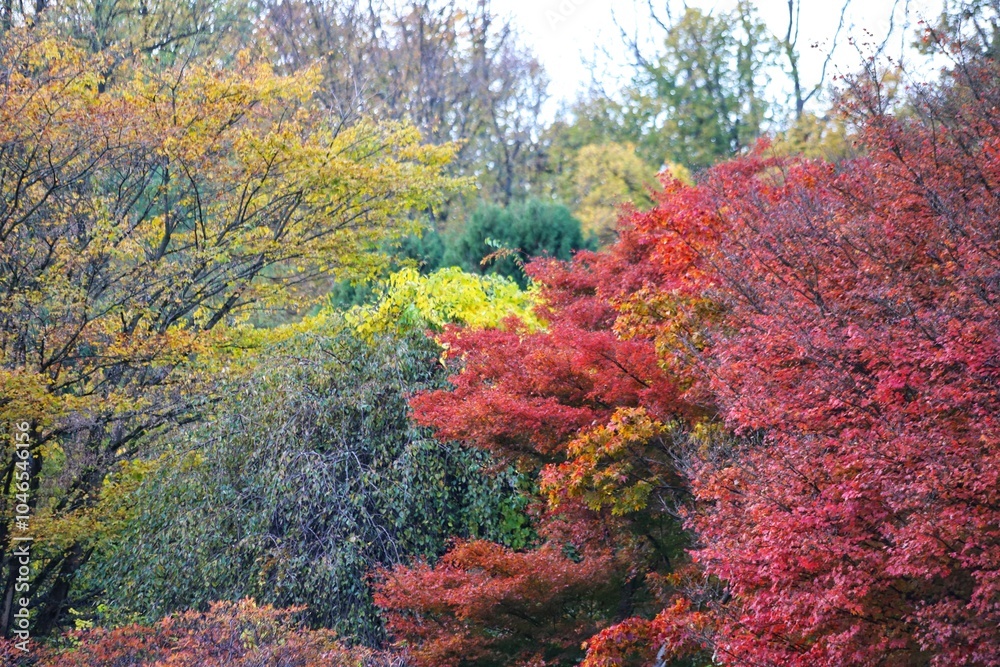 Red Acer palmatum in autumn park, fall colors. Red Acer palmatum in autumn park, fall colors.