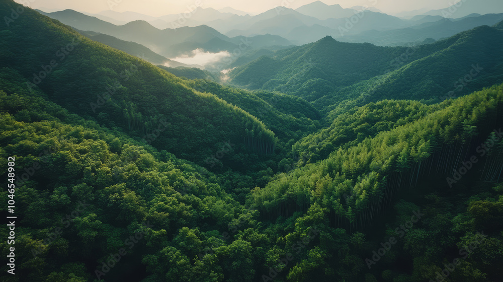 Fototapeta premium A lush green forest with a mountain range in the background