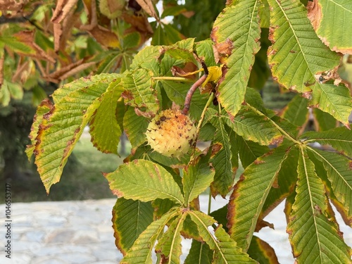 Ripe chestnut on a tree branch in autumn. Horse chestnut, on a horse chestnut tree branch - Aesculus hippocastanum fruits. Colorful leaves and ripe chestnut fruits. Close-up. Selective focus.