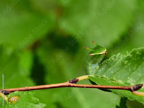 Two tailed Pasha caterpillar. Charaxes jasius photo