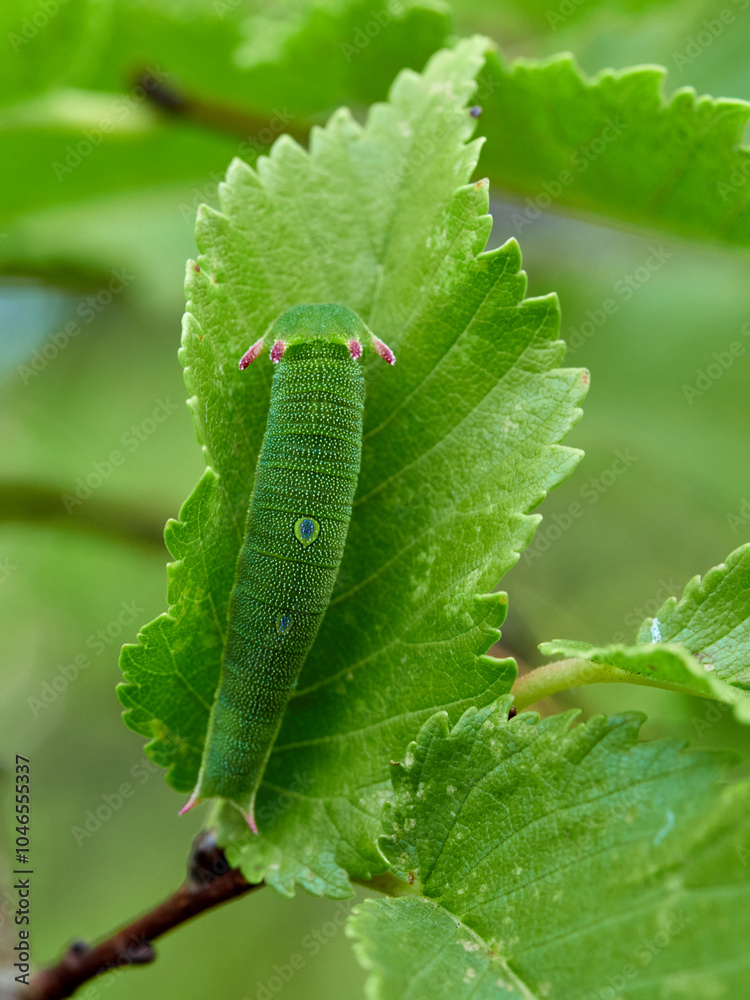 Two tailed Pasha caterpillar. Charaxes jasius Two tailed Pasha caterpillar. Charaxes jasius