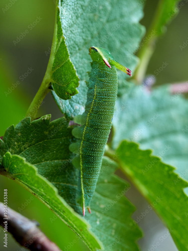 Two tailed Pasha caterpillar. Charaxes jasius Two tailed Pasha caterpillar. Charaxes jasius