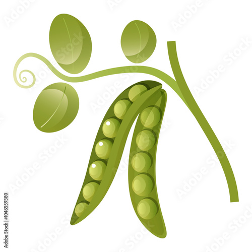 Vector illustration of green peas in a pod with a twig and leaves on a white background. Healthy organic food, fresh green vegetables. Element for packaging and menu design.