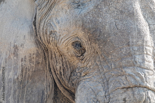 Elephant eye photo