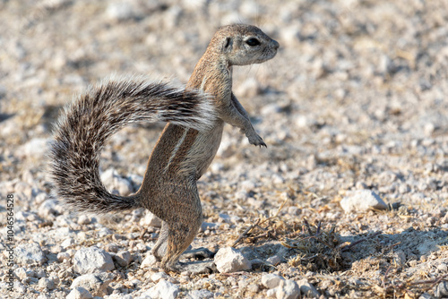 Ground squirrel