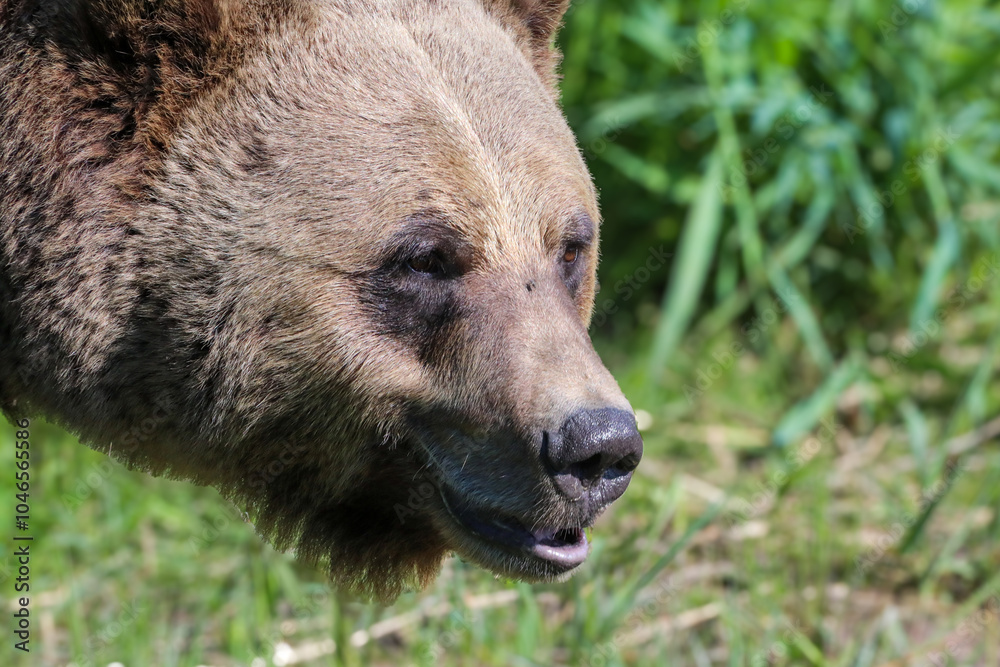 Fototapeta premium Brown Bear at the Kicking Horse Rehabilitation Reserve
