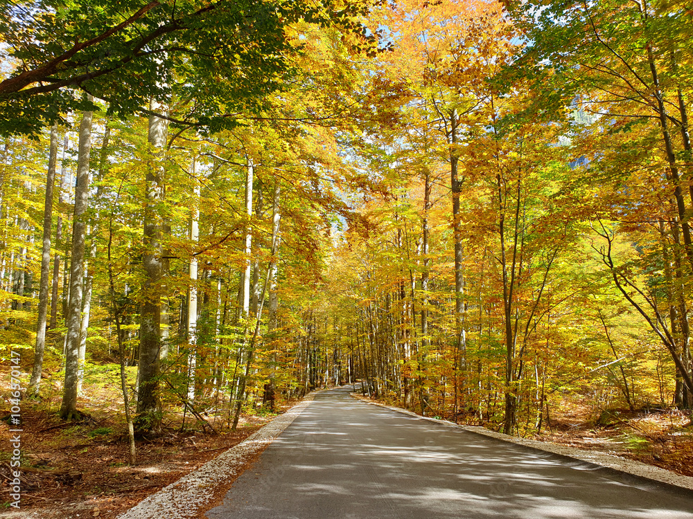 yellow trees and road at Logar Valley - Slovenia