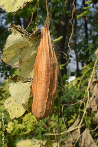 Dry luffa. Old luffa acutangula hanging from the top. Dried zucchini pods for breeding, Dry Luffa on wooden zucchini (Luffa acutangula) - Dry angled gourd with hanging