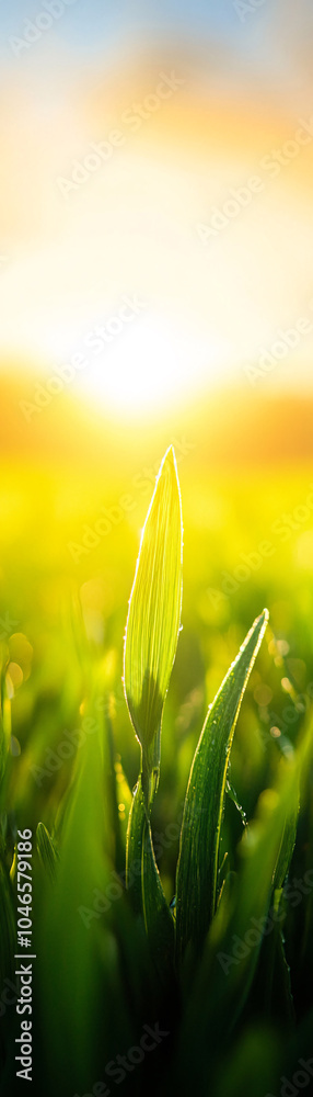 Obraz premium This image showcases the delicate growth of a young plant illuminated by the warm glow of a sunrise symbolizing hope and renewal in nature