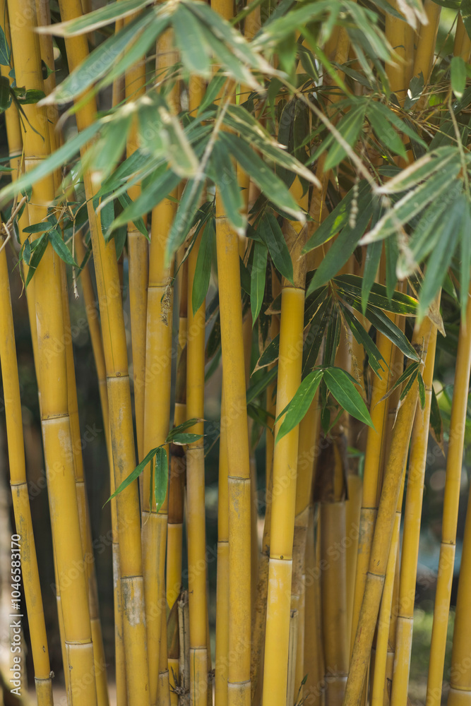 A lush bamboo forest with thick green stems and leaves in the Royal Botanic Gardens, Peradeniya, Kandy, Sri Lanka. Perfect for nature, travel, and eco-friendly projects emphasizing tropical plant life A lush bamboo forest with thick green stems and leaves in the Royal Botanic Gardens, Peradeniya, Kandy, Sri Lanka. Perfect for nature, travel, and eco-friendly projects emphasizing tropical plant life