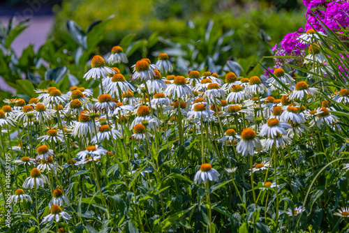 Cluster of White Coneflowers in a Garden