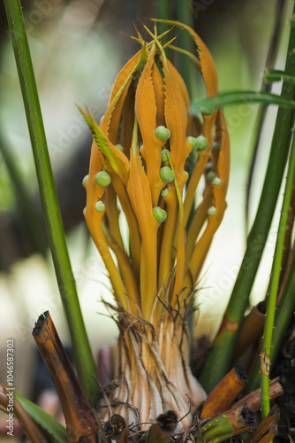 A detailed close-up of a Nipa palm (Nypa fruticans) with its distinctive orange fronds and green buds growing in the Royal Botanic Gardens, Peradeniya, Sri Lanka. Ideal for nature, botany, and photo