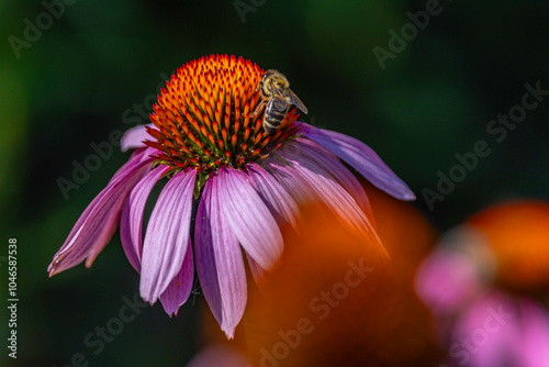 Close-up of a Bee on a Pink Coneflower