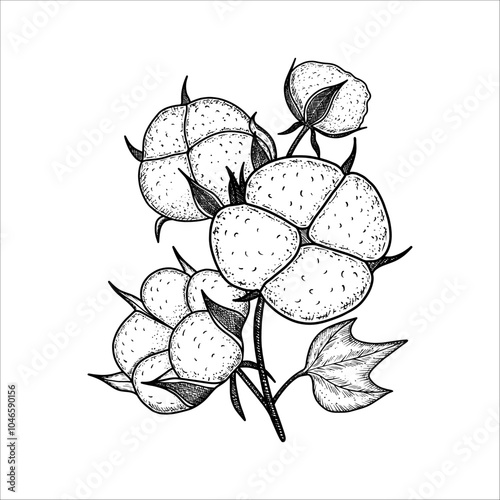 Hand drawn  cotton branch plant. Cotton flower drawing. Vector illustration