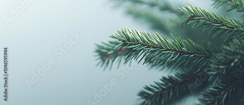 Close Up of Evergreen Tree Branches with Soft Blurred Background