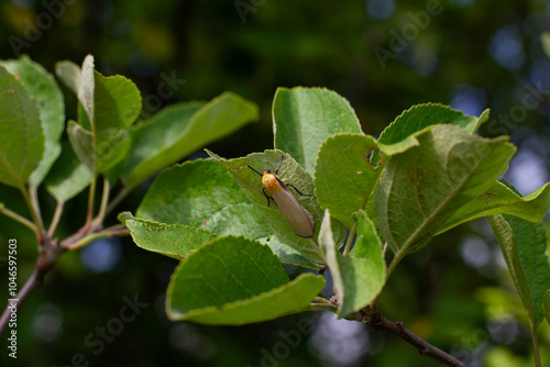 A yellow-headed moth rests on green apple tree leaves in the warm summer sun, adding bright colors to the garden. Cute moth insect on an apple tree leaf on a sunny day.