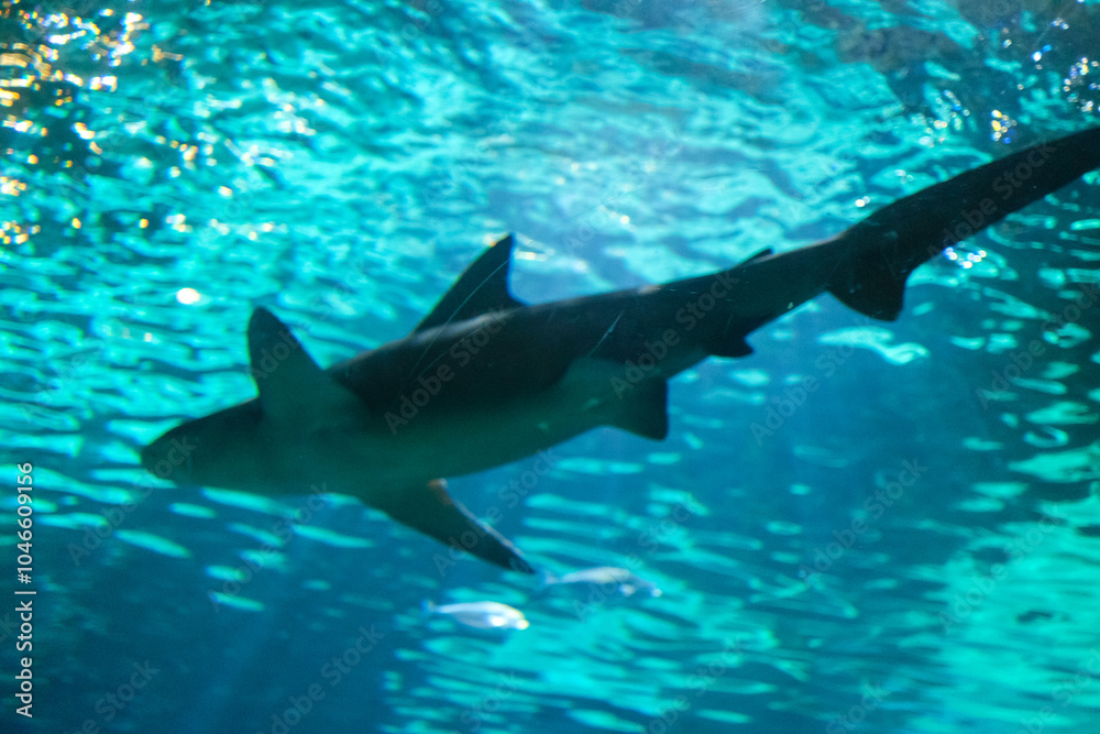 Naklejka premium Shark