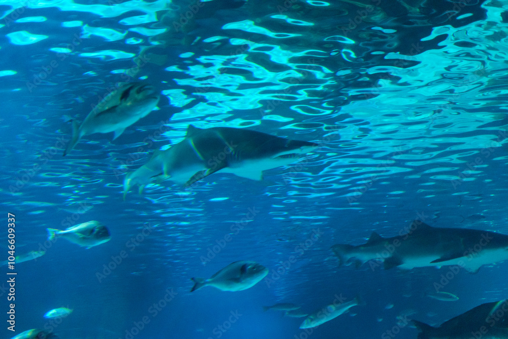Shark Shark