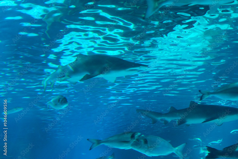 Fototapeta premium Shark