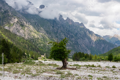 Lone tree standing on vast riverbank with vista on majestic mountain massif Kolata, Albanian Alps (Accursed Mountains), Valbone Valley National Park, Northern Albania. Wanderlust in alpine wilderness photo