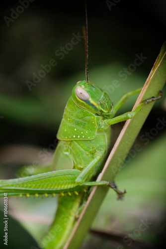 Selective focus of leaf grasshopper resting on the branch. photo