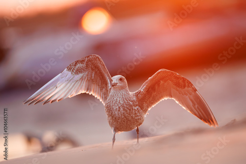 Fototapeta Naklejka Na Ścianę i Meble -  seagull ( larus marinus ) at sunset on the Baltic Sea