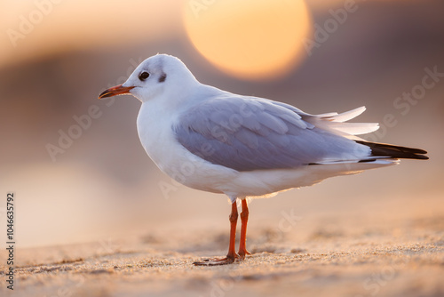 Fototapeta Naklejka Na Ścianę i Meble -  seagull ( larus marinus ) at sunset on the Baltic Sea