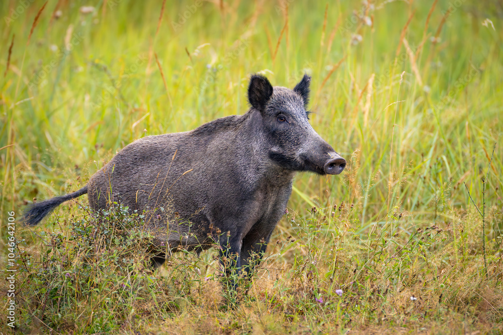 Wild boar (sus scrofa ferus) stands in tall grass. Wildlife scenery Wild boar (sus scrofa ferus) stands in tall grass. Wildlife scenery